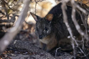 Wallaby at East Wallabi Island